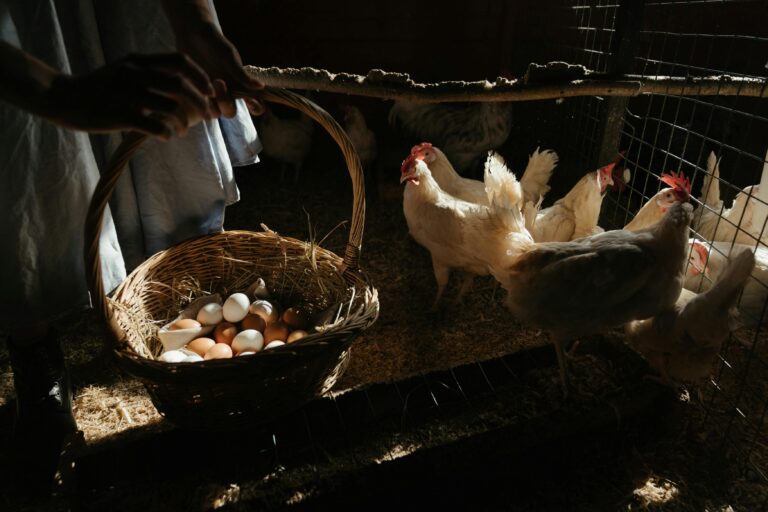 Gallines